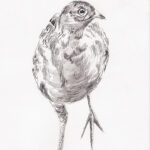 22-03-12-jonge-fazant-W