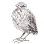 22-03-18-jonge-merel-W