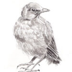 22-03-23-jonge-merel-W