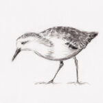 23-01-10-drieteenstrandlopertje