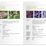 vaste-planten-pagina-1